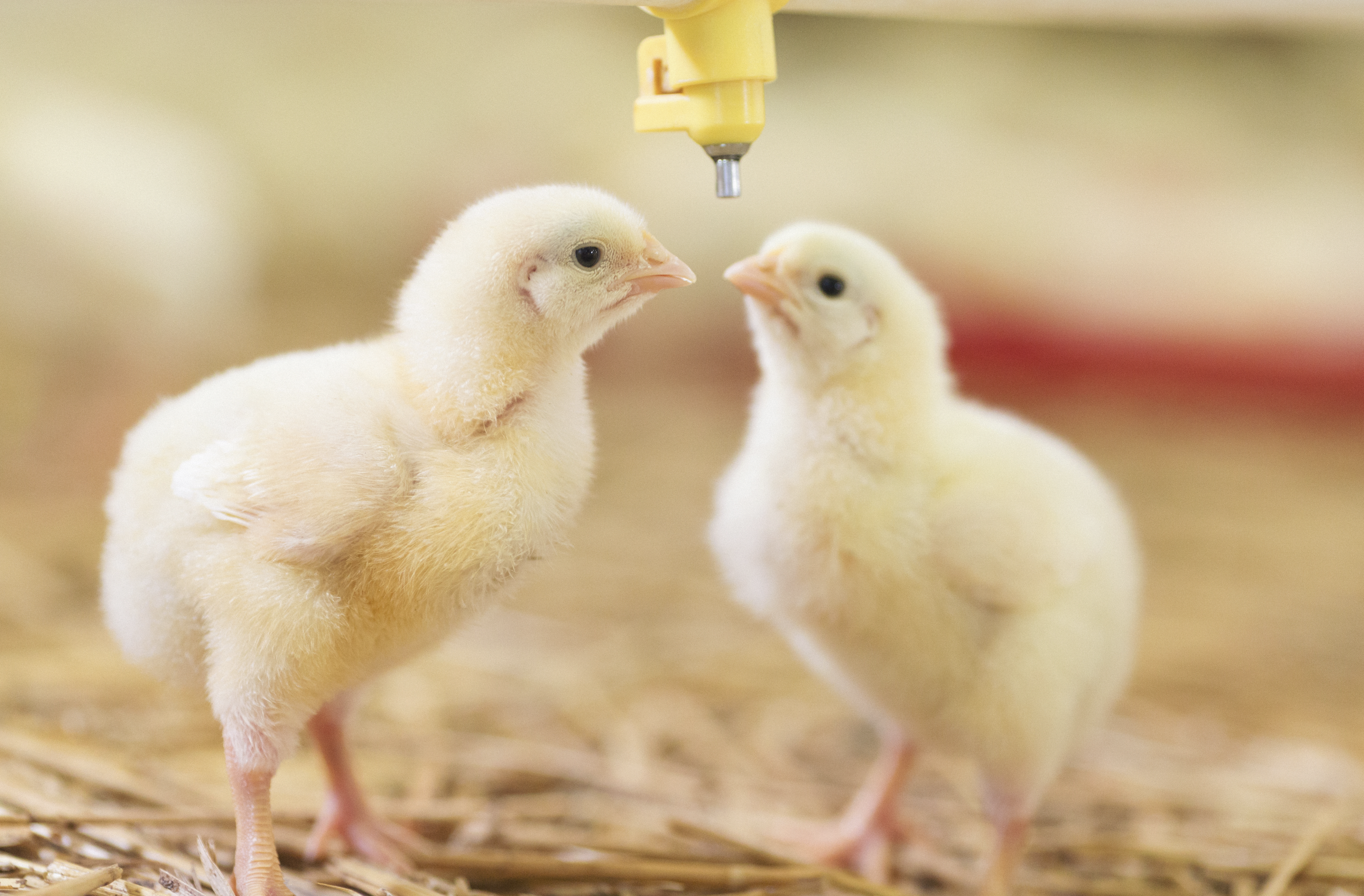 Two young chicks drinking water